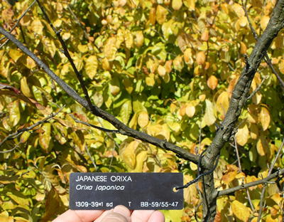 Morton Arboretum accession tag