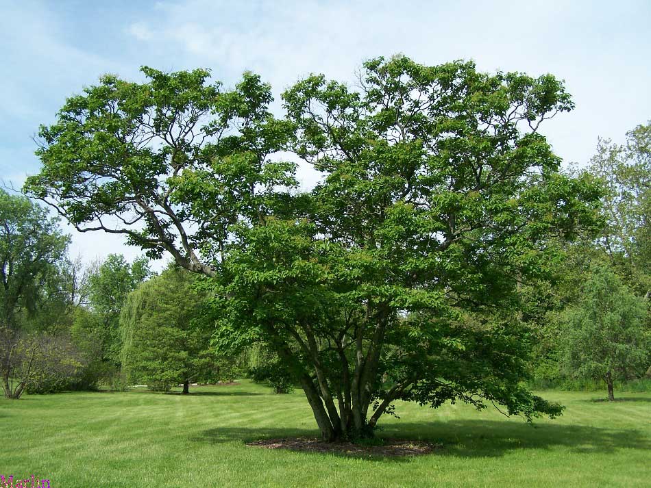 color photo Japanese Tree Lilac