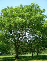 Japanese Walnut