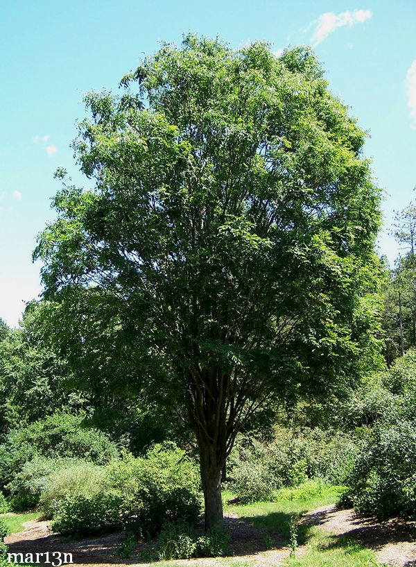 Japanese Zelkova