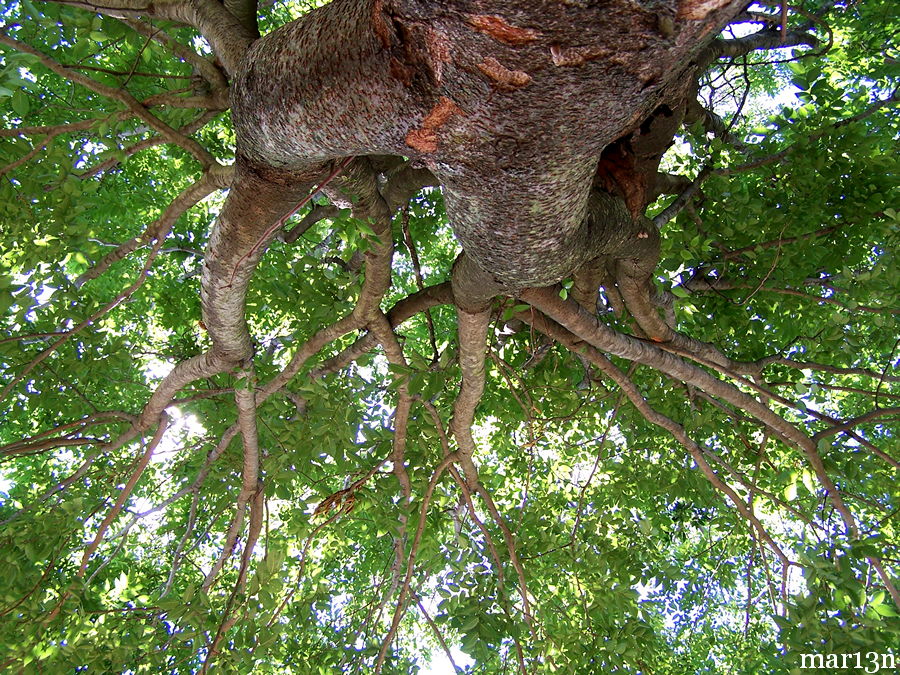 Japanese Zelkova