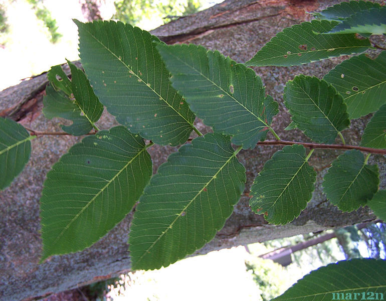 Japanese Zelkova Foliage