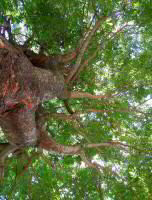 Japanese Zelkova