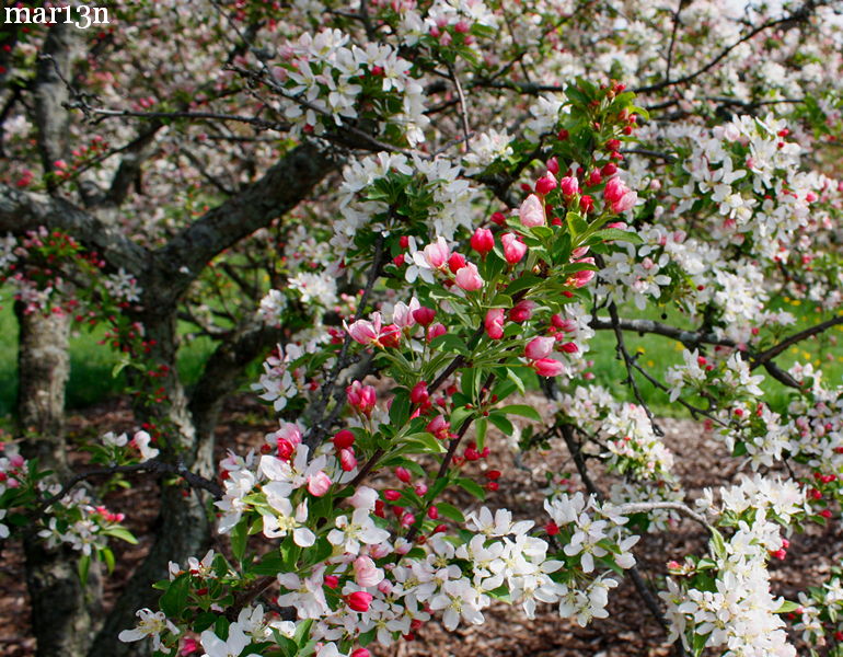 color photo Jewelberry Crabapple blossoms