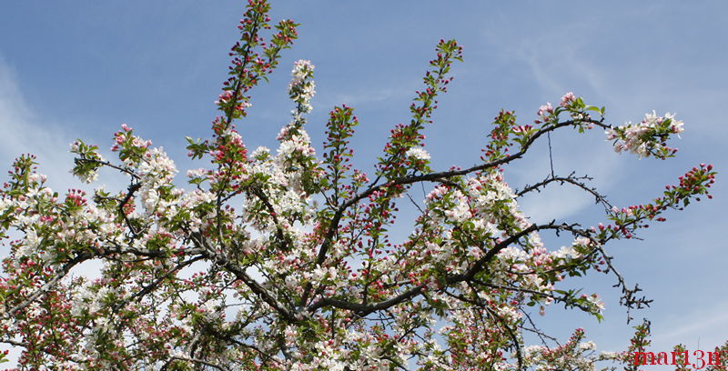 color photo Jewelberry Crabapple in bloom 