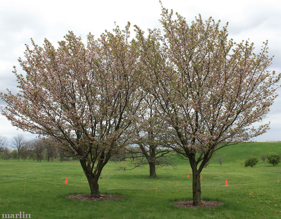 color photo Judd cherry trees in bloom