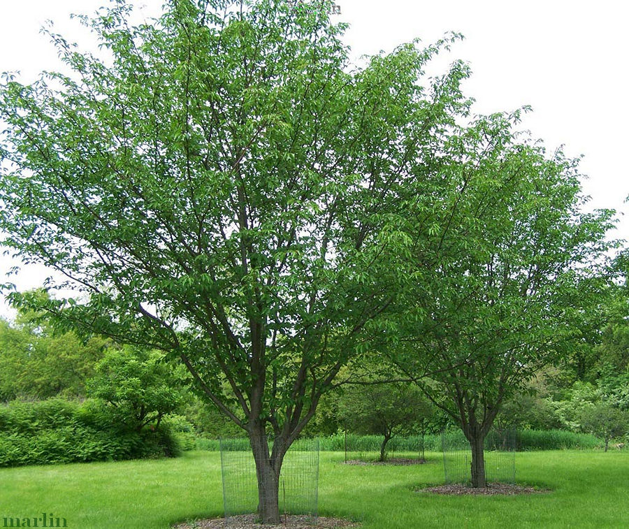 color photo Judd's cherry trees in summer green foliage