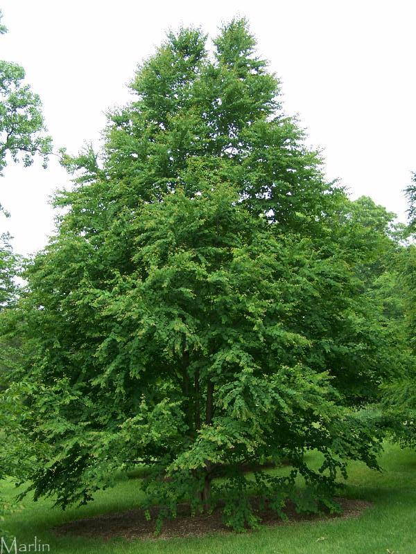 Katsura Tree in summer