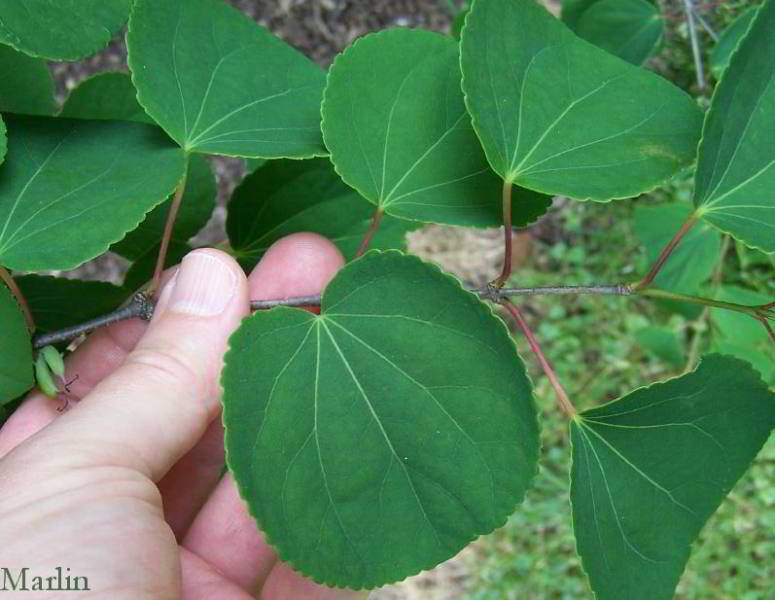 color photo katsura tree leaflets