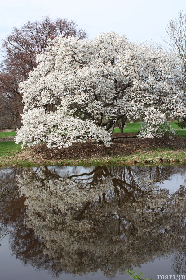 Northern Japanese Magnolia