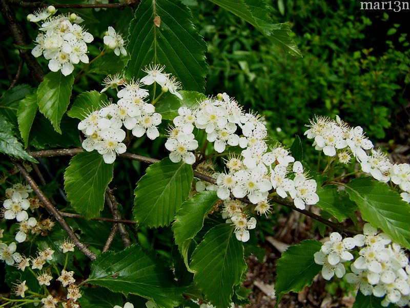 color photo Korean mountain-ash blossoms