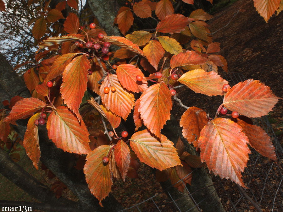 color photo Korean Mountain-Ash orange fall foliage and red fruits