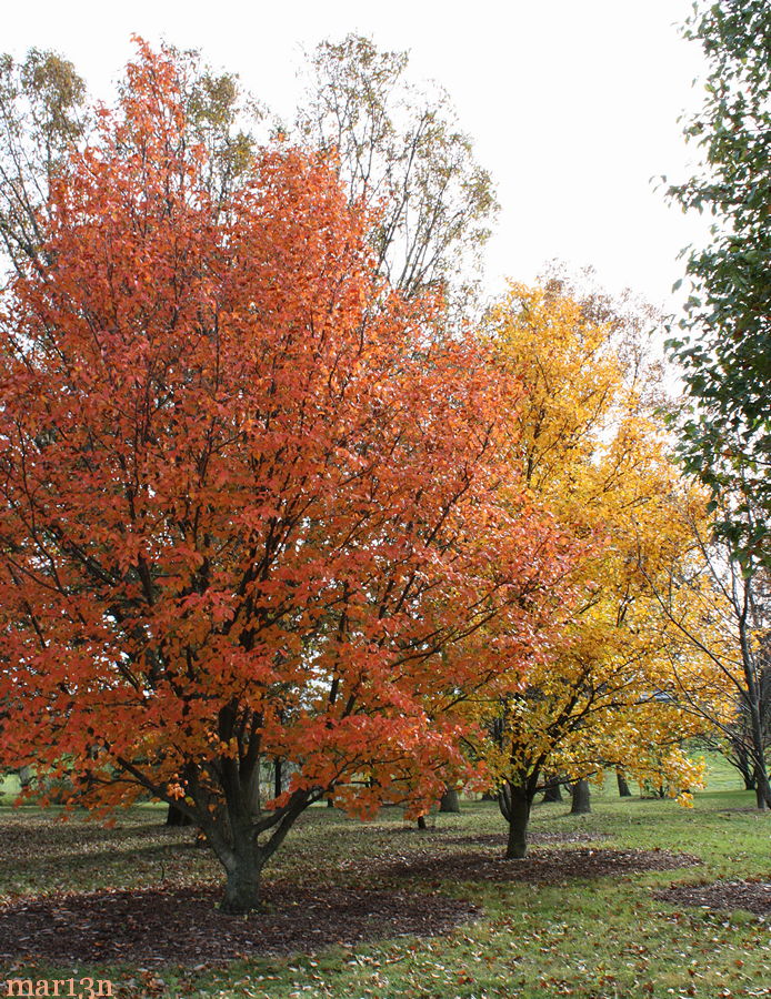 color photo two Korean mountain-ashes in yellow and orange fall colors