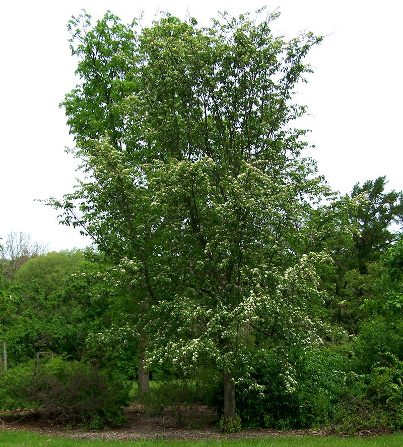 color photo Korean mountain-ash in bloom