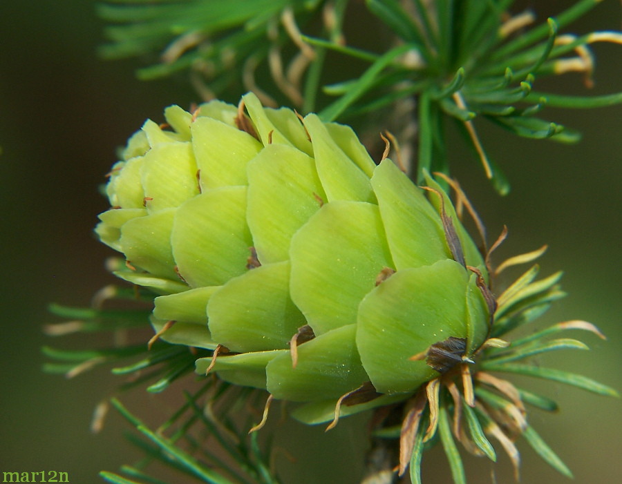 green (immature) larch cone