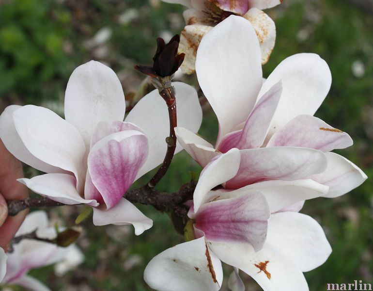 Lilliputian Saucer Magnolia Flowers