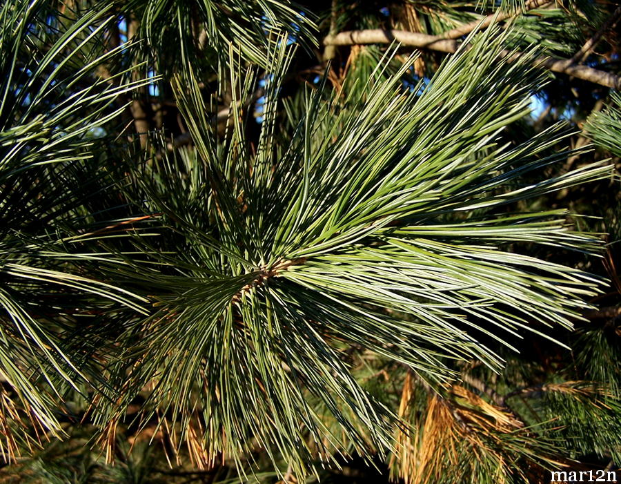 Limber Pine Foliage