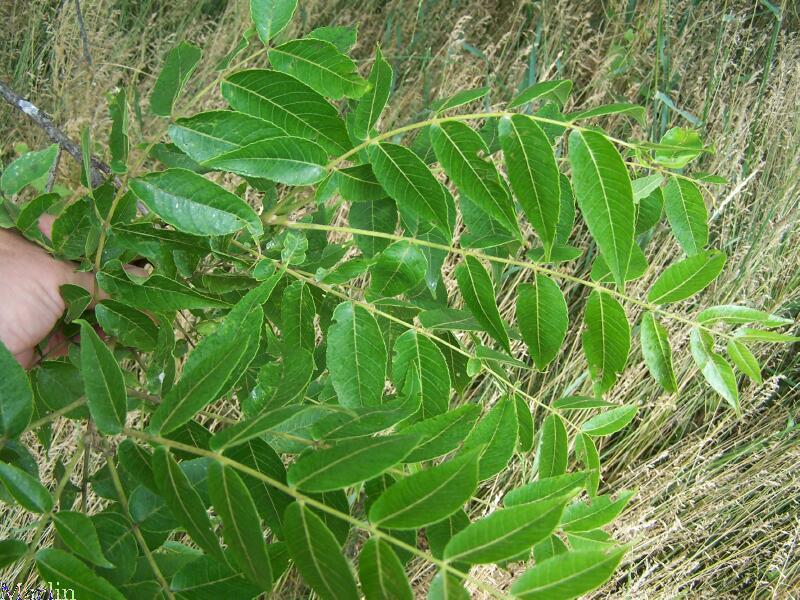 Little Walnut - Juglans microcarpa