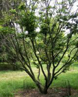 Loose-Flowered Hornbeam