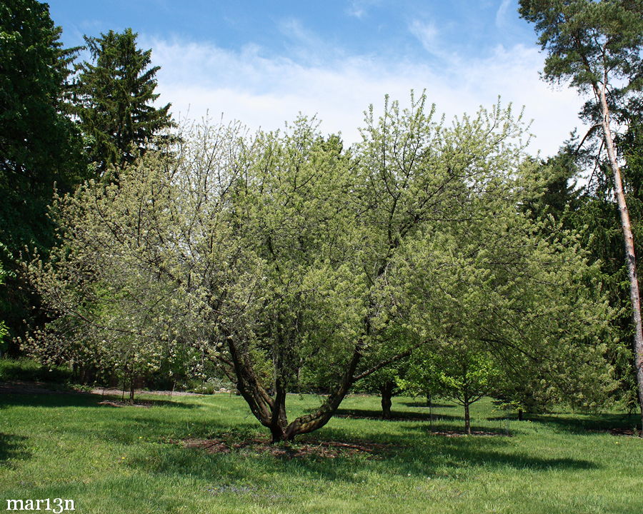 color photo Mahaleb Cherry - Prunus mahaleb