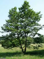 Manchurian Alder