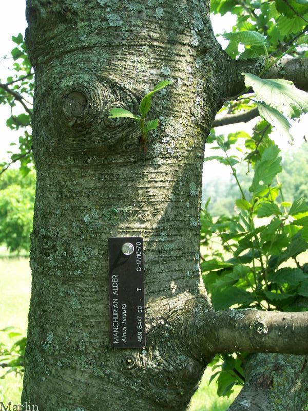 Manchurian Alder Bark