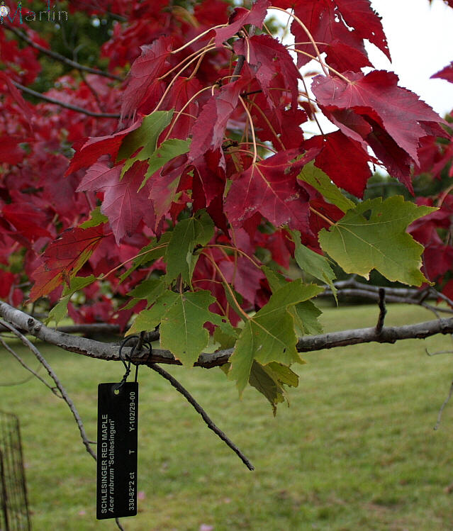 Schlesinger Red Maple