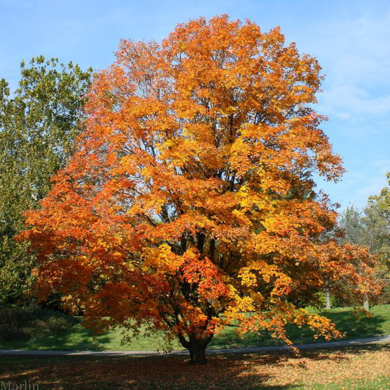 Sugar Maple - Acer saccharum