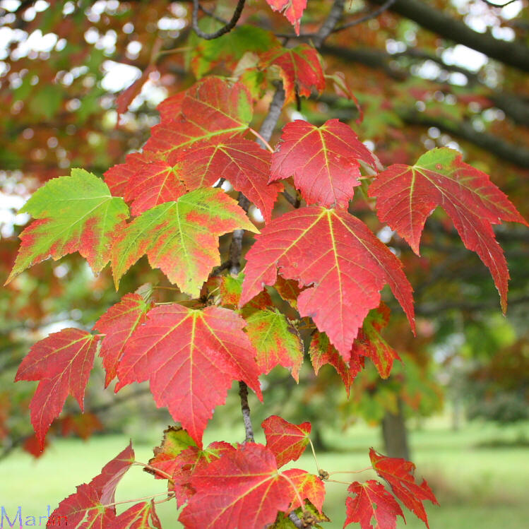 Tilford Red Maple