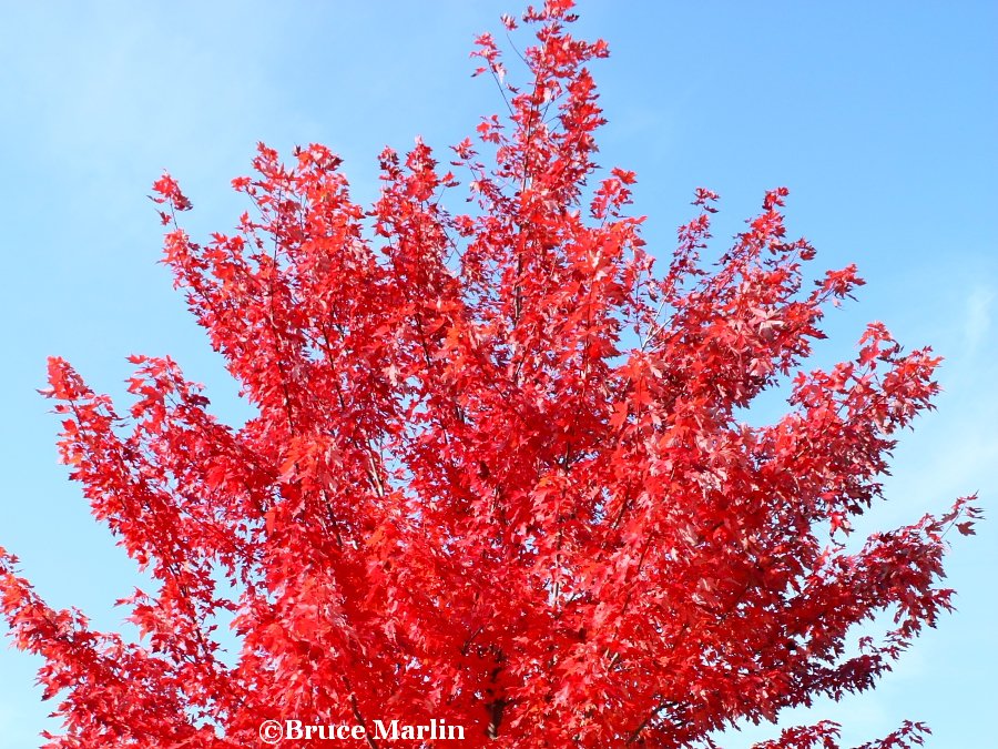 Autumn Blaze Maple