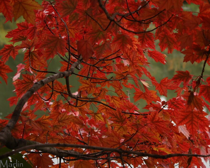 Autumn Flame Red Maple Autumn Colors