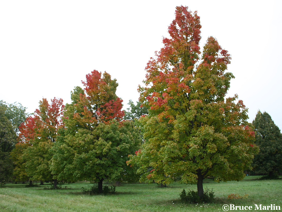 Bowhall Red Maples