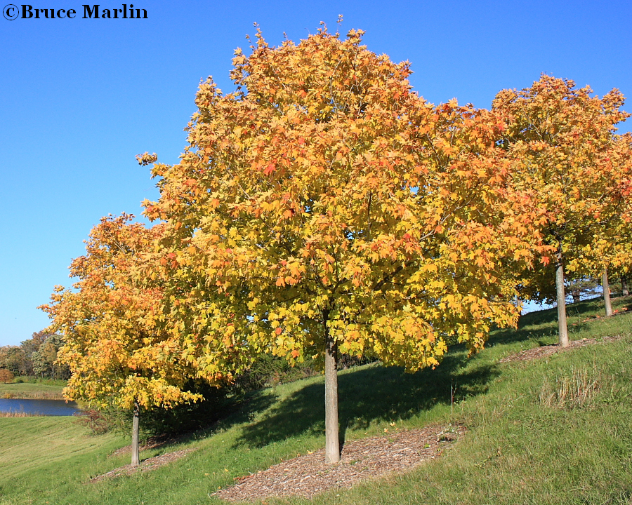 Green Mountain Sugar Maple