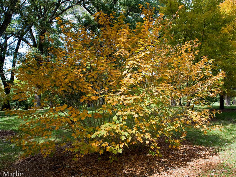 Hairy-veined Maple Habit