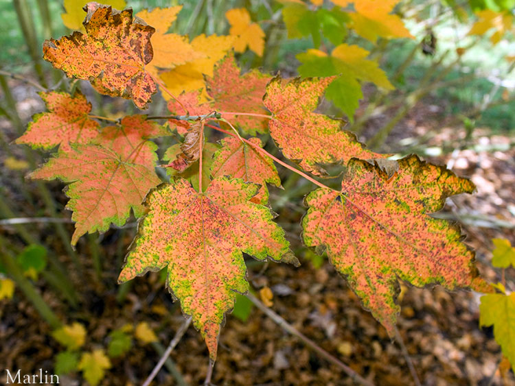 Hairy-veined Maple foliage