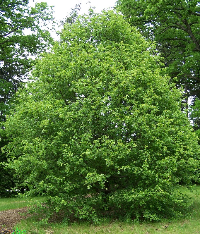 Hedge Maple - Acer campestre