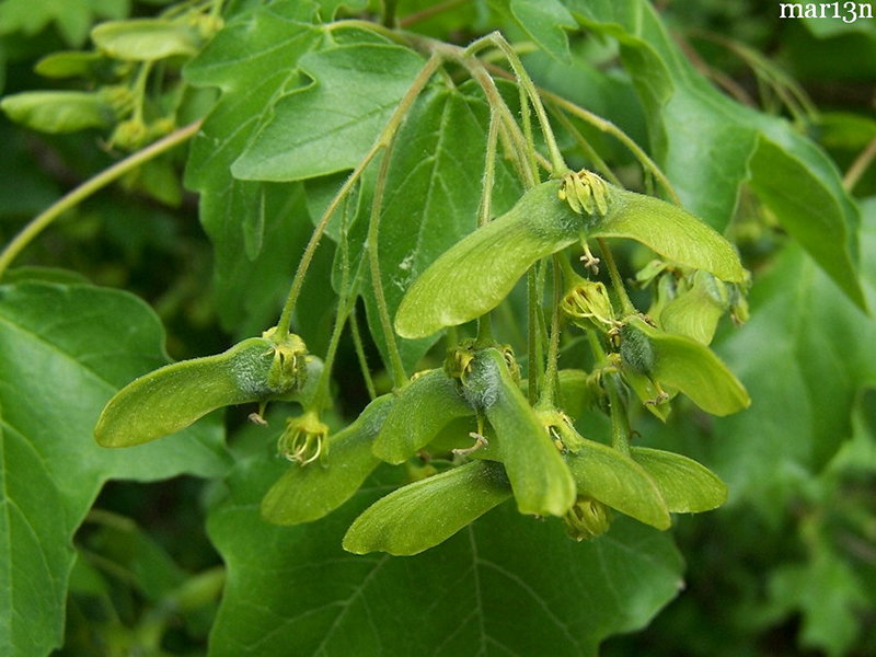 Hedge maple samaras and foliage