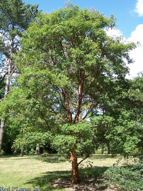 Paperbark Maple