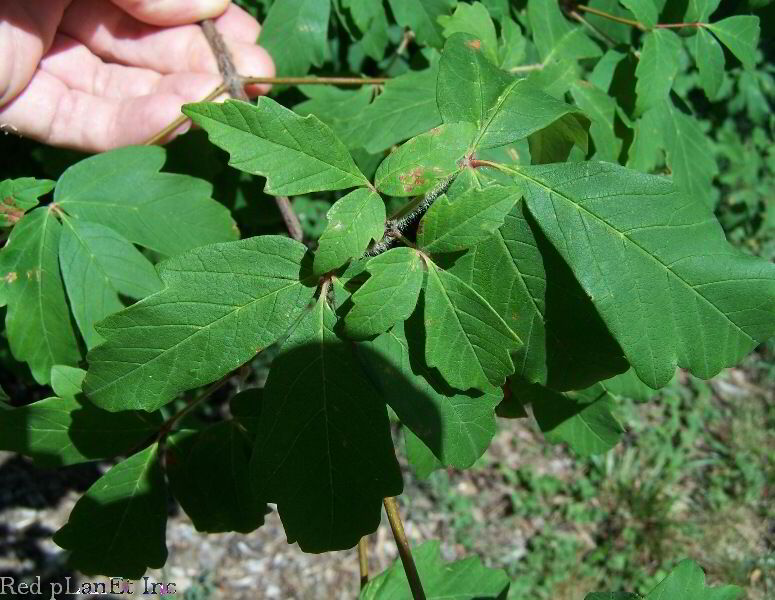 Paperbark Maple Foliage