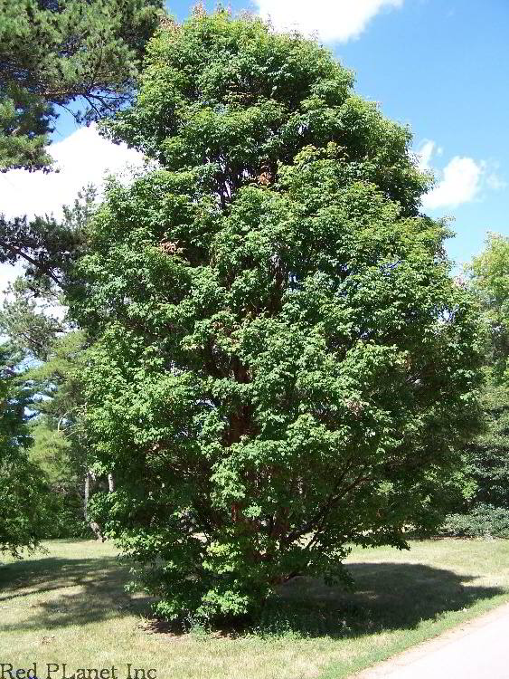 Paperbark Maple