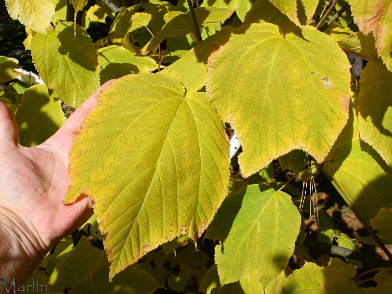 Striped Maple Leaves