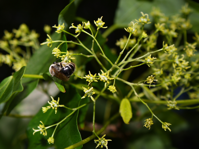 Trident Maple Flowers