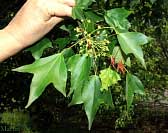 Trident Maple - Acer buergerianum