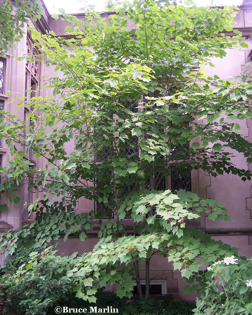 White Tigress Maple - Acer tegmentosum