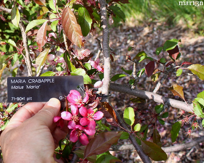 Maria Crabapple blossoms & foliage