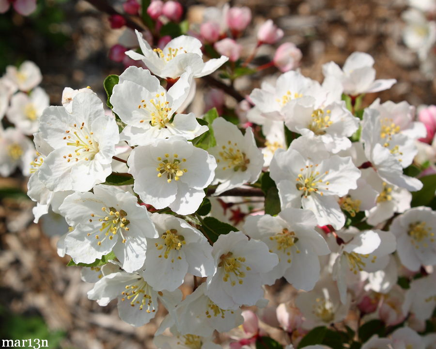 Mary Potter Crabapple blossoms