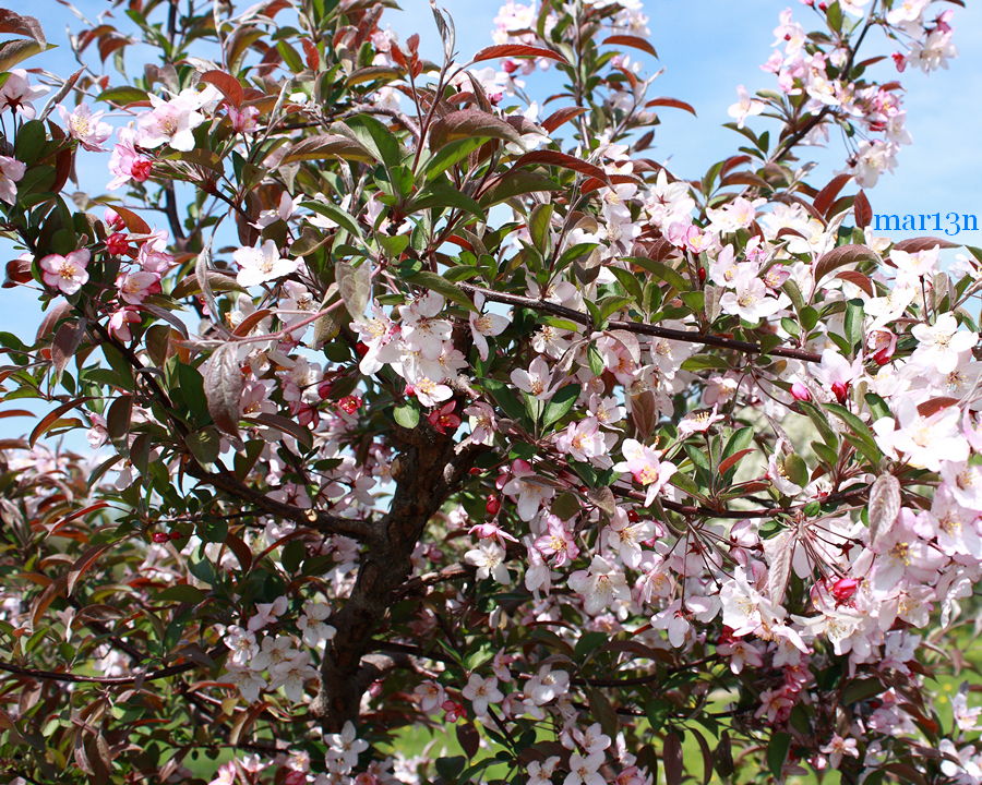 May's Delight Crabapple blossoms