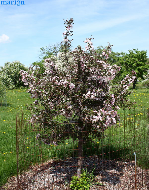 May's Delight Crabapple