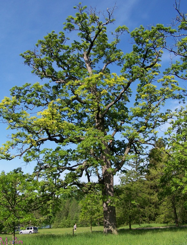 Illinois Millennium Landmark Tree