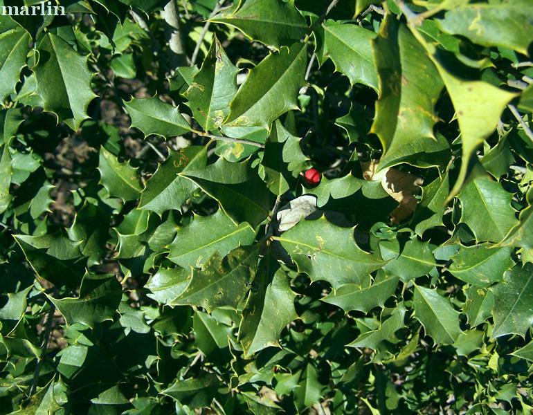 Miss Cortney American Holly Foliage